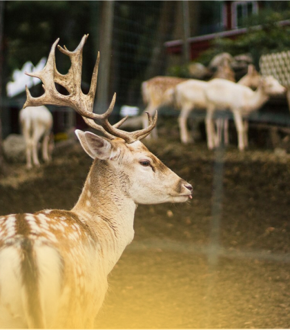 Reindeer herd helping